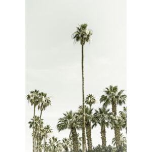Fotografii artistice Vintage palm tree paradise, Melanie Viola