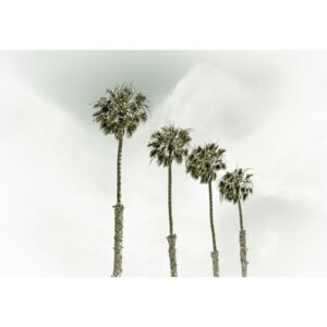 Fotografii artistice Coastal Palm Trees | Vintage, Melanie Viola