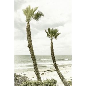 Fotografii artistice La Jolla palm trees | Vintage, Melanie Viola