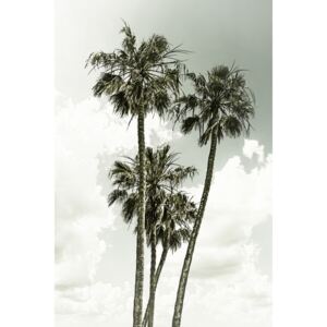 Fotografii artistice Vintage palm trees summertime, Melanie Viola