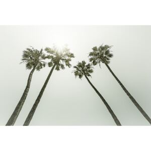 Fotografii artistice Vintage palm trees in the sun, Melanie Viola
