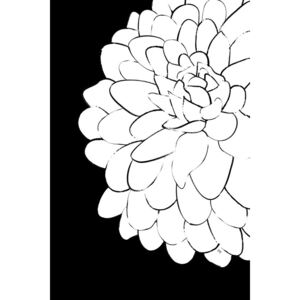 Ilustrare ChrysanthemumONEbySHP, Martina Pavlova