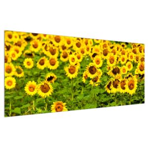 Tablou cu câmp cu floarea soarelui (Modern tablou, K010972K12050)