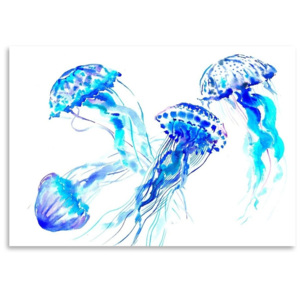 Poster Jellyfish