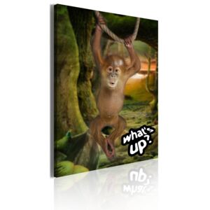 Tablou Bimago - Little monkey 50x70