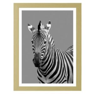 CARO Imagine în cadru - Zebra In Black And White 30x40 cm Natural