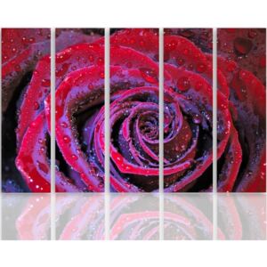 CARO Tablou pe pânză - Dewy Rose 100x70 cm