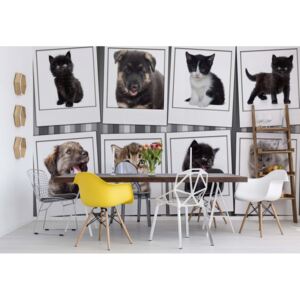 Fototapet GLIX - Puppies And Kittens + adeziv GRATUIT Papírová tapeta - 368x254 cm