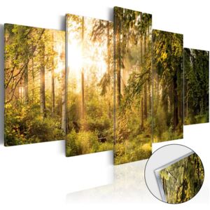 Bimago Imagine pe sticlă acrilică - Magic of Forest 100x50 cm
