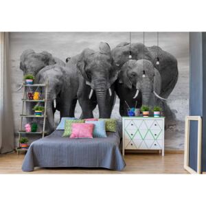 Fototapet - Elephants Black And White Animals Vliesová tapeta - 254x184 cm