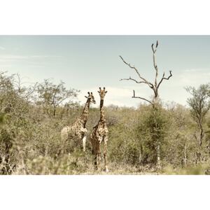 Fotografii artistice Two Giraffes, Philippe Hugonnard