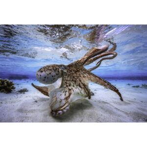 Fotografii artistice Dancing Octopus, Barathieu Gabriel