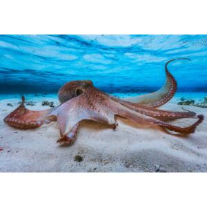 Fotografii artistice Octopus, Barathieu Gabriel