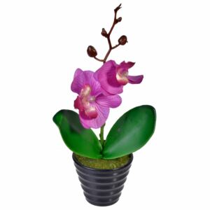 Orhidee roz in ghiveci 24 cm