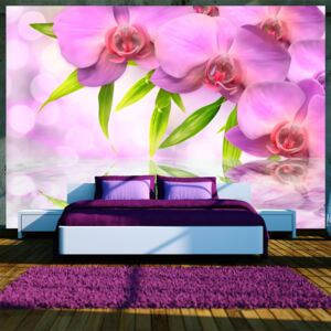 Fototapet - Orchids in lilac colour 400x280 cm