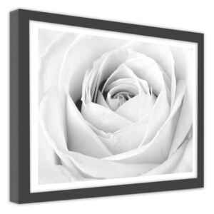 CARO Imagine în cadru - White Rose 40x30 cm Negru