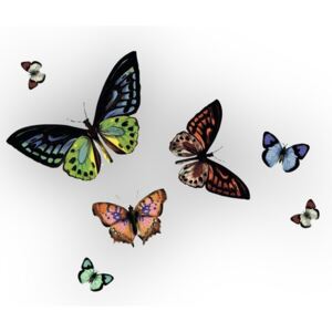 Set de masa Papilio transparent 29x44 cm