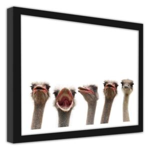 CARO Imagine în cadru - Ostrich 40x30 cm Negru