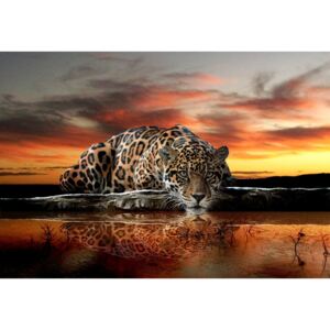 Buvu Fototapet: Jaguar - 184x254 cm