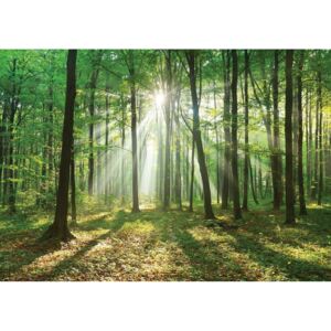 Buvu Fototapet: Soarele în pădure (3) - 184x254 cm