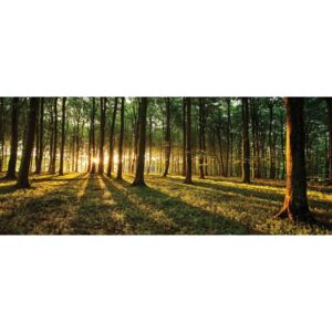 Buvu Fototapet: Apus de soare în pădure - 104x250 cm