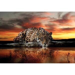 Buvu Fototapet vlies: Jaguar - 254x368 cm