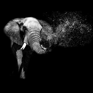 Buvu Fototapet: Elefant alb-negru - 184x254 cm