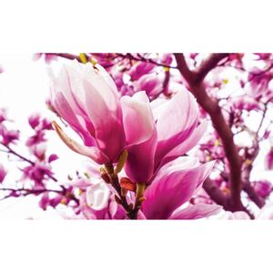 Buvu Fototapet: Magnolie roz - 184x254 cm