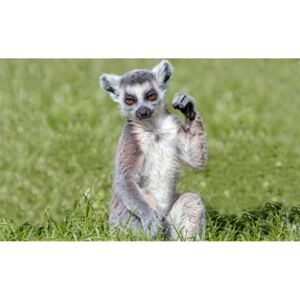 Buvu Fototapet: Lemur - 184x254 cm