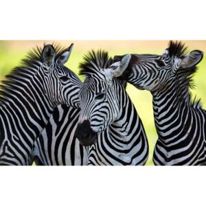 Buvu Fototapet: Zebre (2) - 184x254 cm