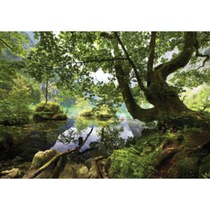 Buvu Fototapet: Băltoacă de pădure - 184x254 cm