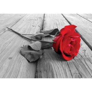 Buvu Fototapet: Trandafir roșu - 104x152,5 cm