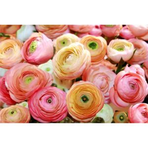 Buvu Fototapet: Trandafiri portocalii și roz - 184x254 cm