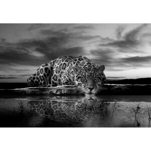 Buvu Fototapet: Jaguar (alb-negru) - 104x152,5 cm