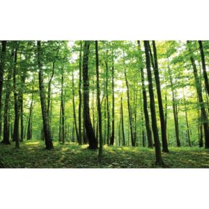 Buvu Fototapet vlies: Pădure (2) - 254x368 cm