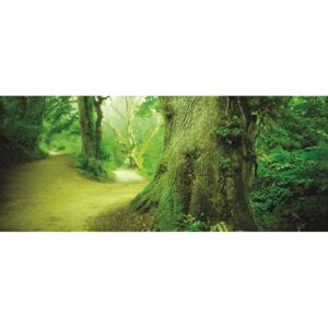 Buvu Fototapet: Pădure magică - 104x250 cm