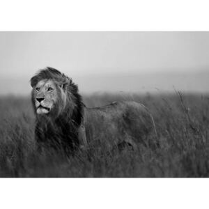 Buvu Fototapet: Leu (alb-negru) - 184x254 cm