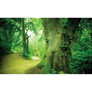 Buvu Fototapet: Pădure magică - 104x152,5 cm