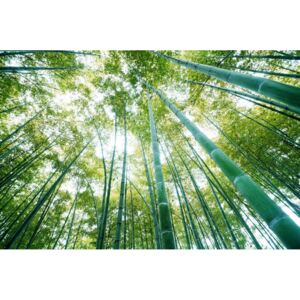 Buvu Fototapet: Pădure de bambus - 184x254 cm