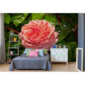 Fototapet - Pink Rose Vliesová tapeta - 368x254 cm