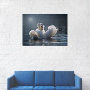 Tablou Canvas, Lebede indragostite - 80 x 120 cm