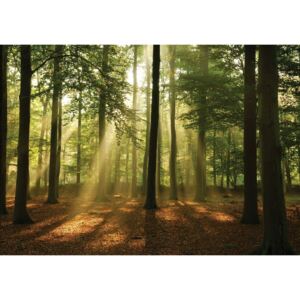 Buvu Fototapet: Soarele în pădure (4) - 104x152,5 cm