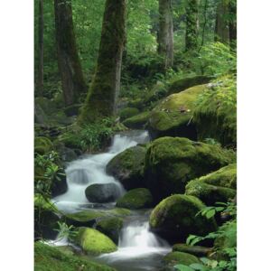 Buvu Fototapet: Pârâu de pădure (1) - 254x184 cm