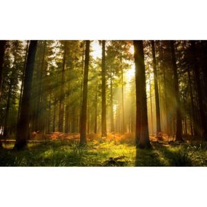 Buvu Fototapet: Răsărit de soare în pădure - 104x152,5 cm