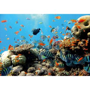 Buvu Fototapet: Recif de corali - 184x254 cm