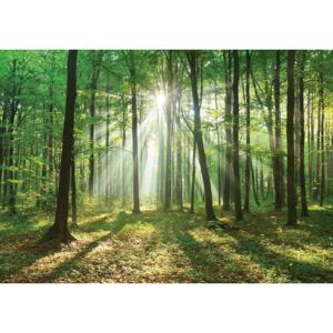 Buvu Fototapet: Soarele în pădure (3) - 104x152,5 cm