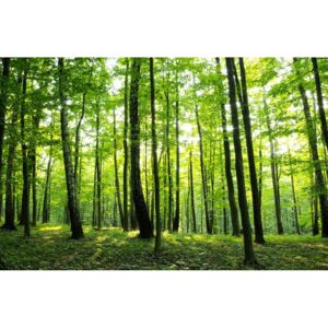 Buvu Fototapet: Pădure (2) - 184x254 cm