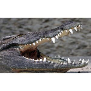 Buvu Fototapet: Crocodil - 184x254 cm