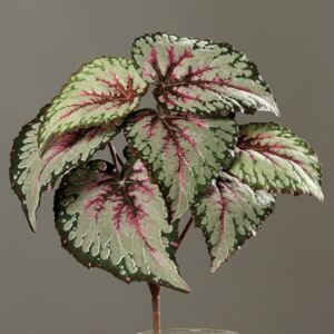 Frunze artificiale Begonia verde-crem - 25 cm