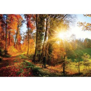 GLIX Tapet netesute pe usă - Sunrise In Autumn Forest